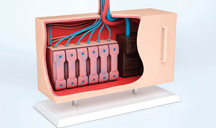短信在线轰炸测试